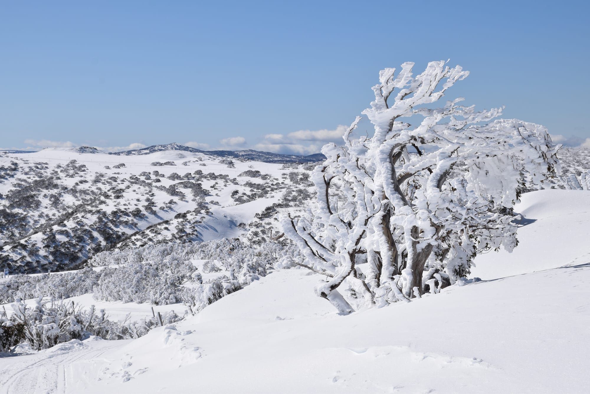 Alpine turns winter wonderland Post image