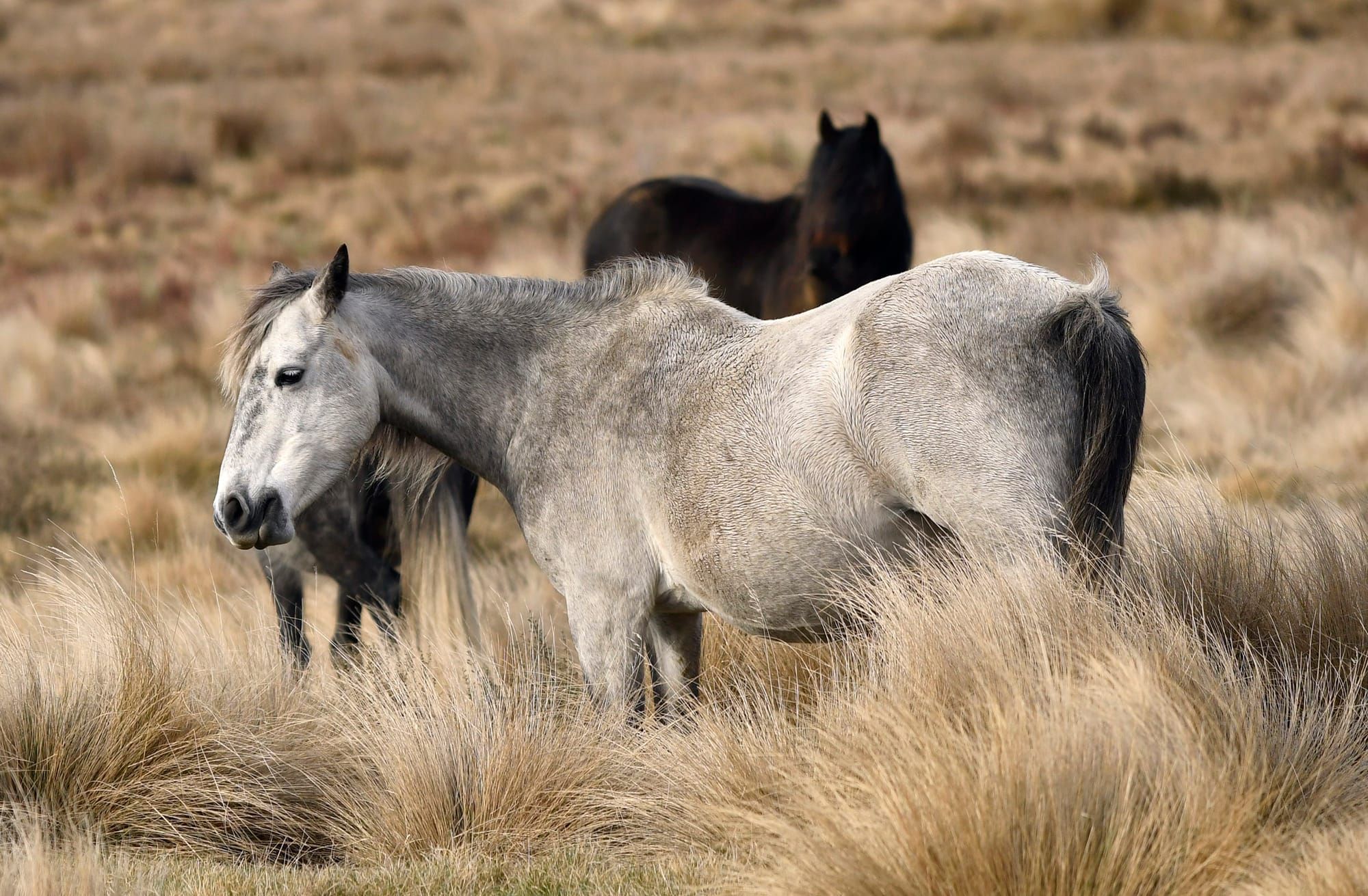 Northern Kosciuszko National Park reopened to the public Post image