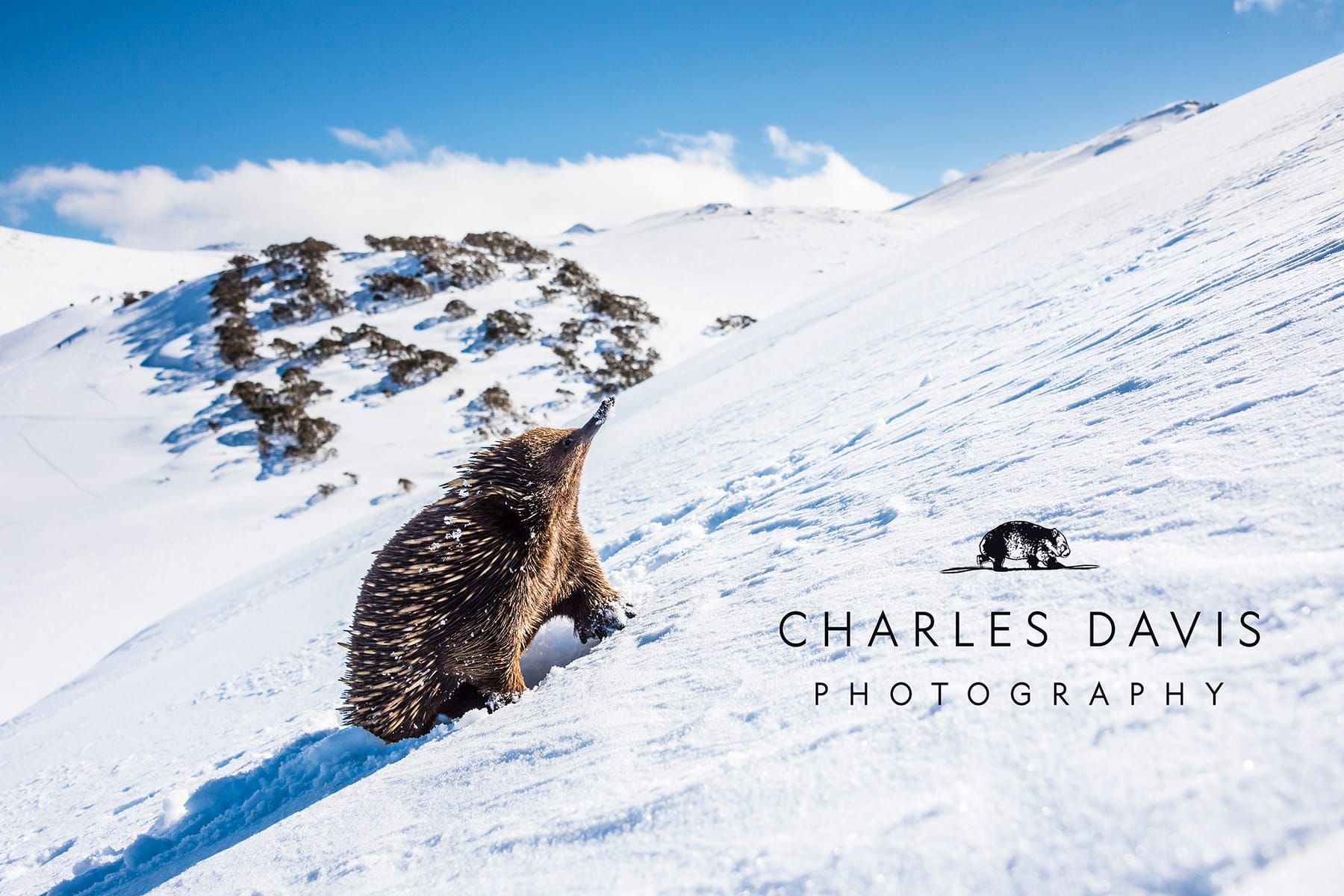 Critters in the Snow Post image