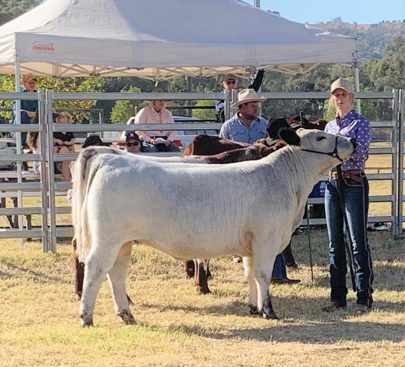 Beef Show paves way for Mansfield breeder Post image