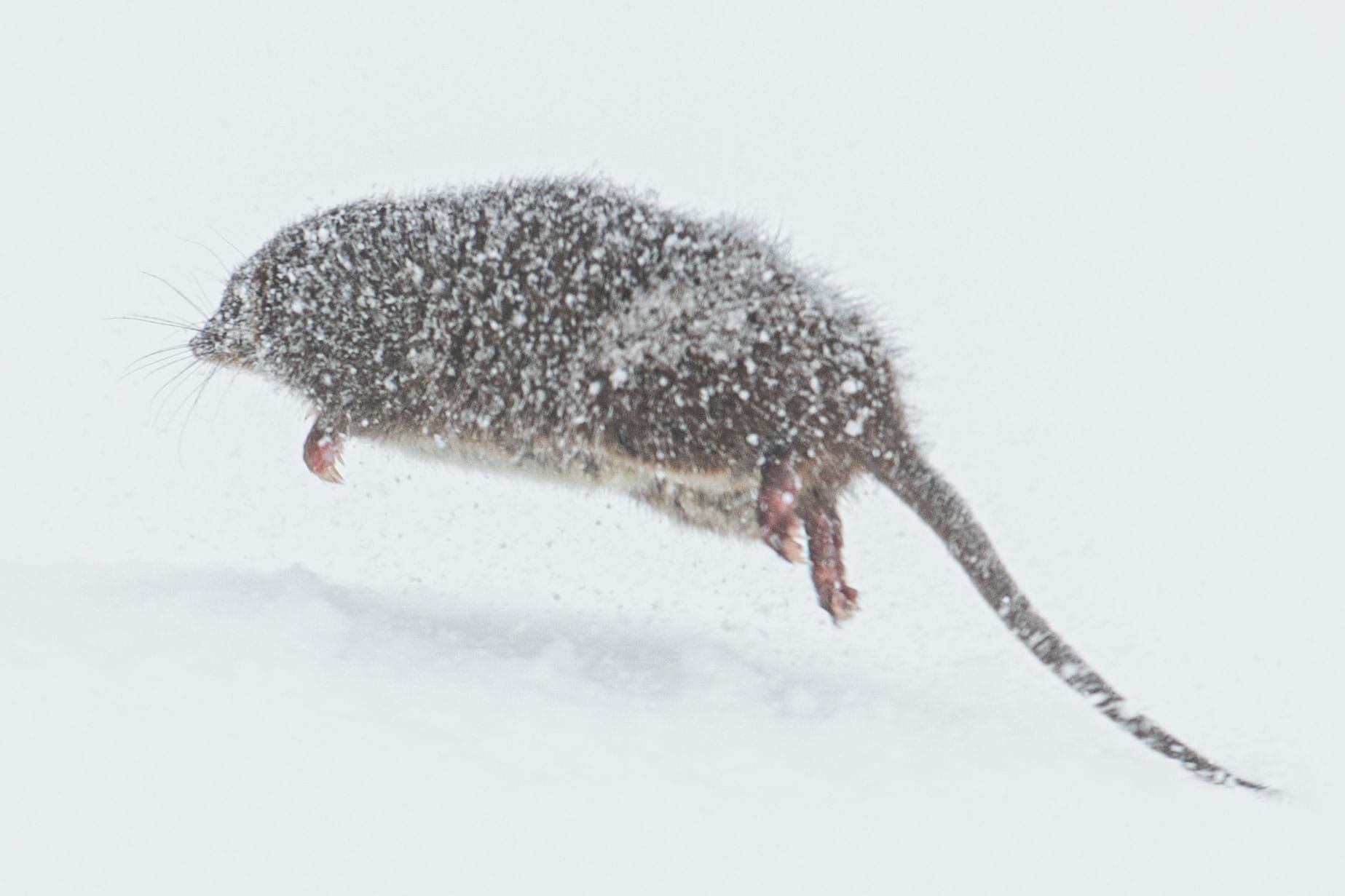 Small encounter with a local Post image