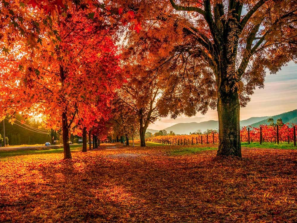 Alpine Towns VIC: Bright/Harrietville/Porepunkah Post feature image