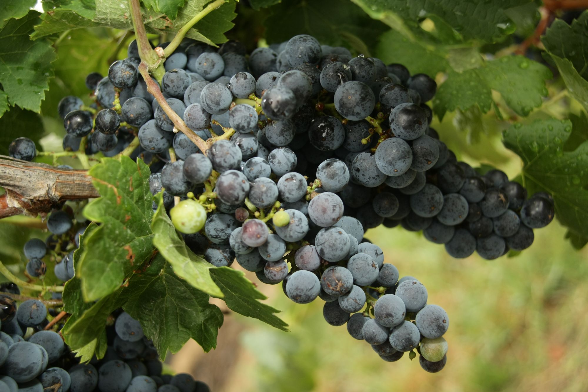 Alpine Towns VIC: Milawa/King Valley Post feature image