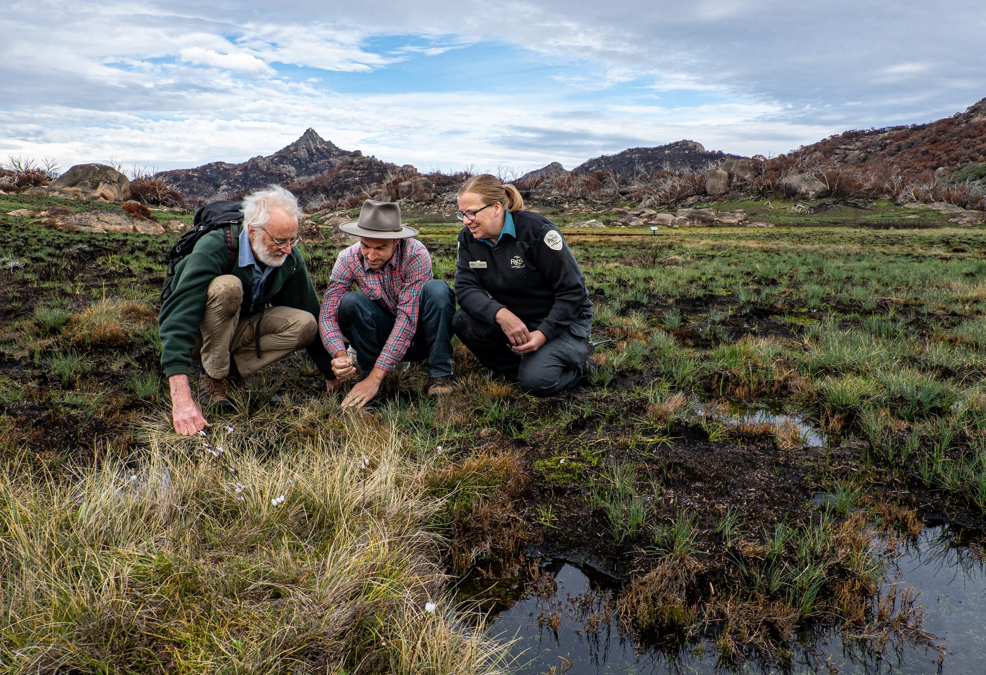 Parks safeguard threatened plants on Buffalo Post feature image
