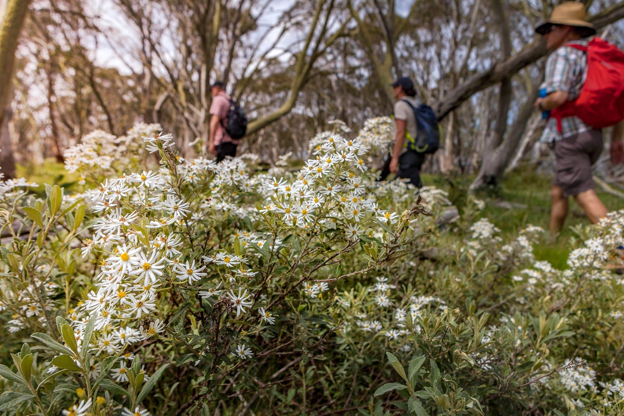 Dinner Plain Alpine Village: plan your ‘green season’ retreat Post image