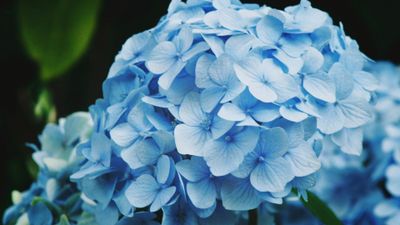 A blue hydrangea in full bloom