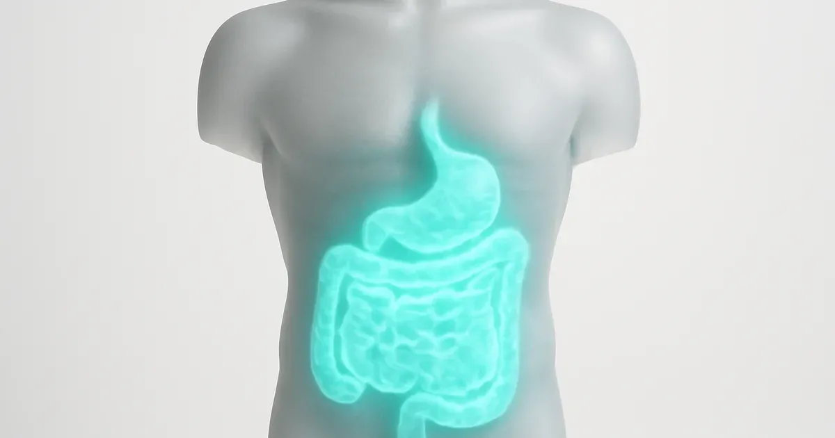 Illustrated human torso highlighting the gastrointestinal tract to explain gut health