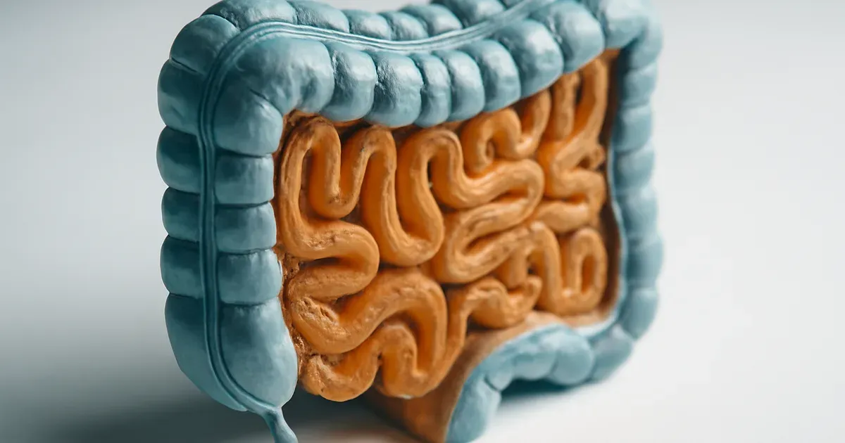 Illustration of gut lining showing gut memory inflammation and gut-brain axis neural connections