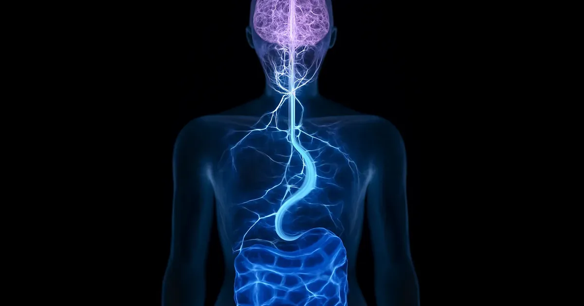 Conceptual illustration of the gut-brain axis showing neural pathways linking the gut microbiome and the brain