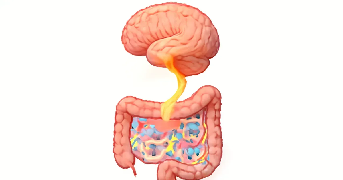 Gut-brain axis diagram showing how microbiome bacteria communicate with the brain to regulate cortisol and stress