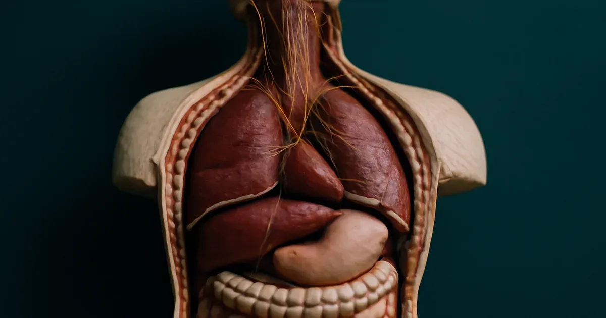Stylised illustration of the gut-brain axis showing neural connections between the intestine and brain