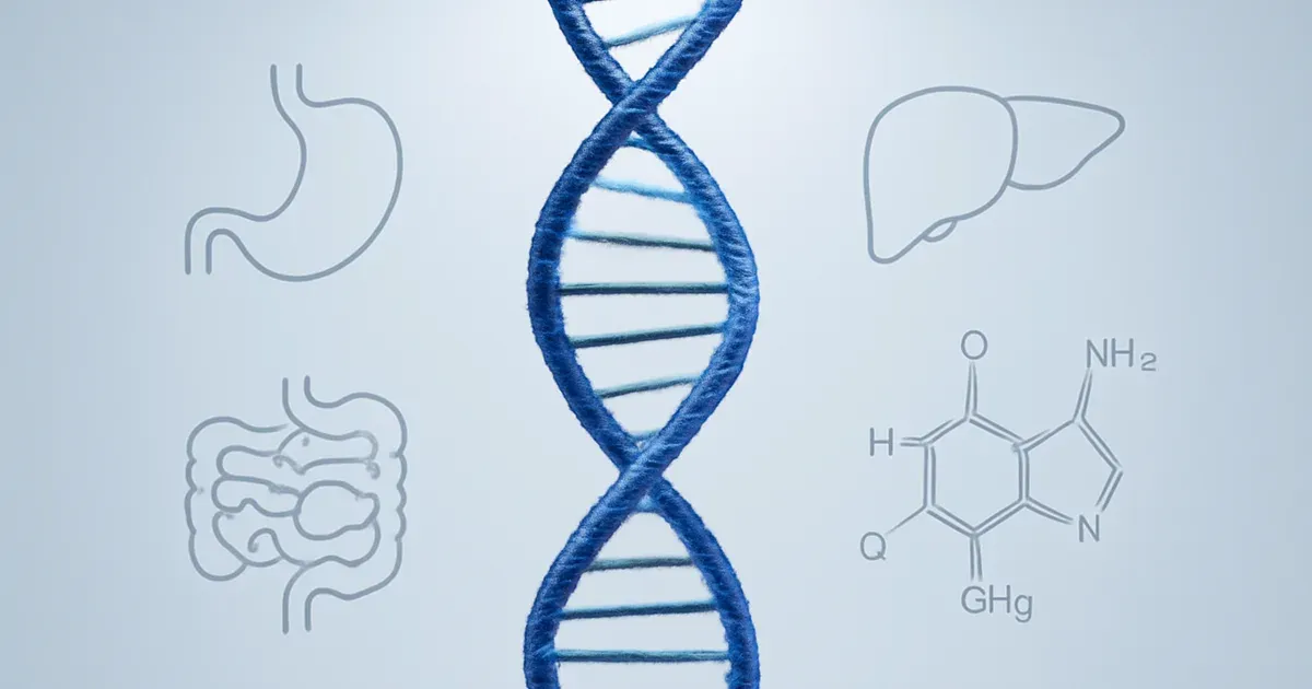 DNA helix with digestive system icons illustrating genetic factors affecting vitamin B1 digestive health and thiamine transport