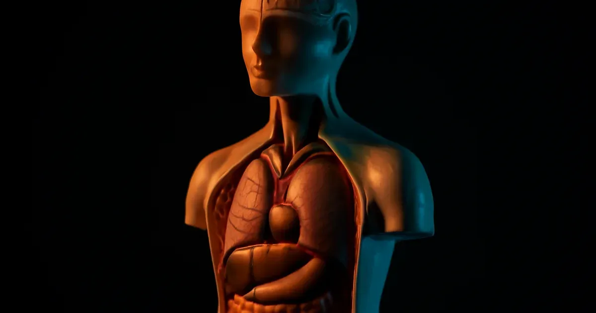 Conceptual illustration of the gut-brain axis neural connection relevant to women's gut health