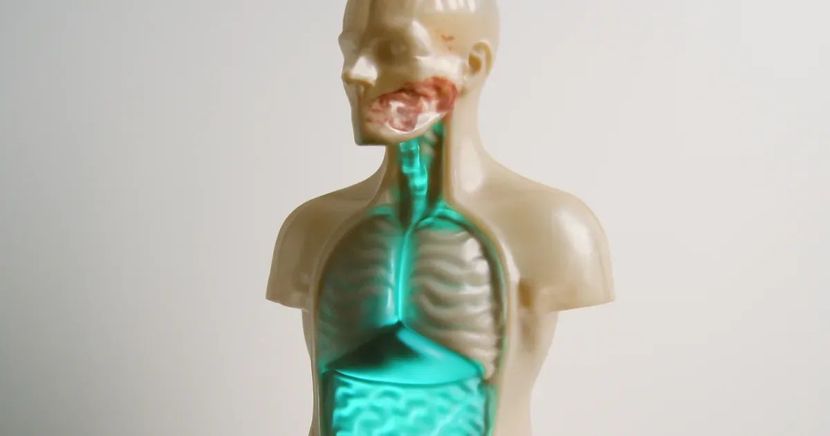 Illustration of the gut-brain connection showing the vagus nerve pathway between gut microbiome and brain