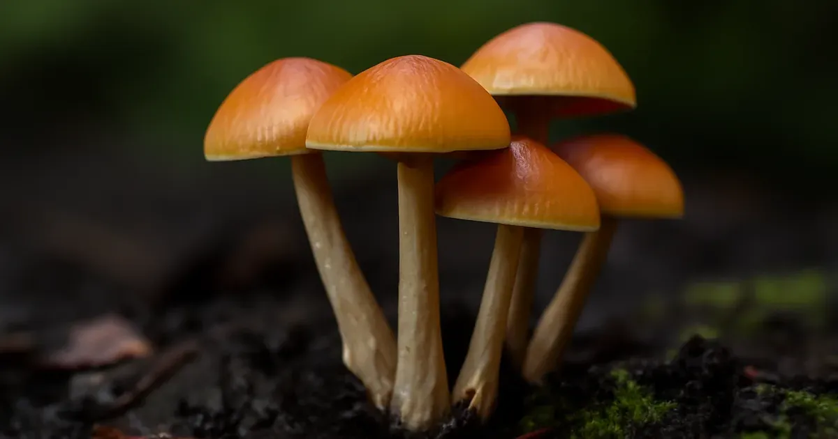 Close-up of psilocybin mushrooms on forest floor, relevant to gut health and microbiome research