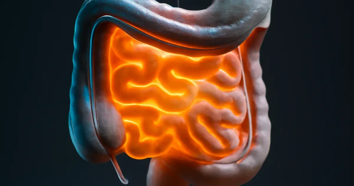 Stylised illustration of the gut-brain connection showing neural pathways linking the gut microbiome to the brain