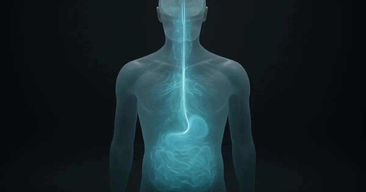 Gut-Brain Axis & Psychedelics: Your Questions Answered