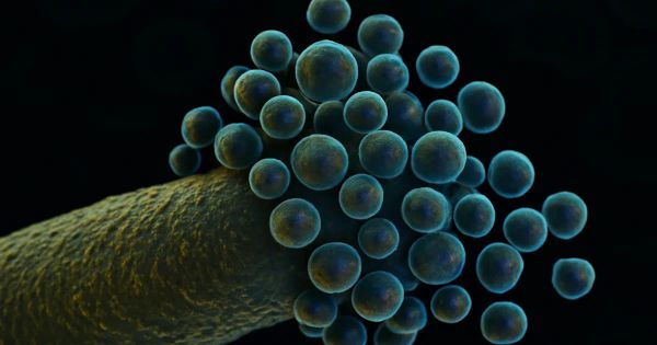 Streptococcus mutans Vesicles Fuel Oral Cancer Growth