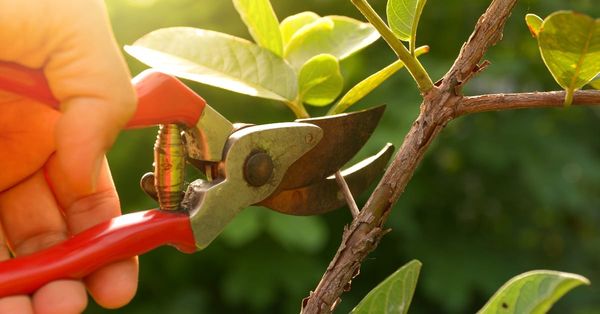 Pruning the Early Church