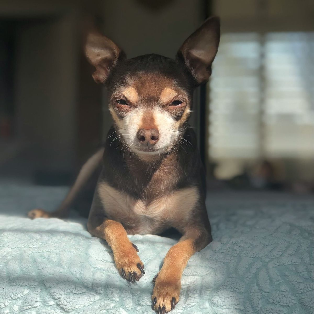 A dark chocolate and light tan chihuahua sitting on a bed looking into the camera with slightly squinty eyes.