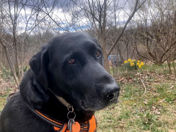 A black lab with an orange vest looking at the camera. There are trees and yellow flowers. 
