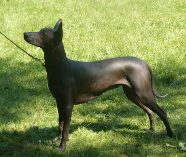 Xoloitzcuintli