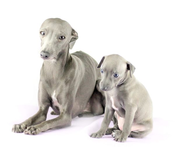 Two Italian Greyhounds on a white floor, one is a puppy and one is bigger and probably its mom.