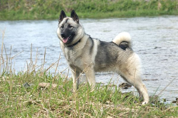 A fluffy gray and buff dog next to a stream.