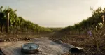 La Storia dell'Asino