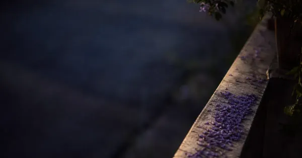 Sentiero di petali caduti, sul parapetto di un balcone, nel silenzio profondo d'estate, abitudini migliorano vita