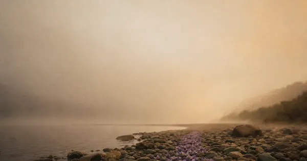 Sentiero di petali caduti, su una riva di pietre lisce, nella nebbia che si dirada, difenderti dalle persone tossiche…