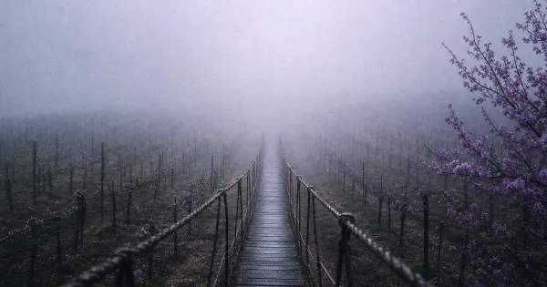 Asse di ponte di corde nella nebbia, tra i filari di vite, nella foschia di pioggerella primaverile, diventare milionario
