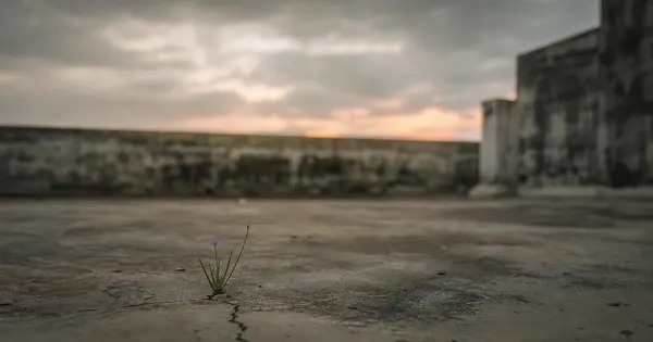 Erba che spunta da una crepa nel cemento, su un tetto con parapetto basso, al primo minuto del tramonto, magia doccia fredda