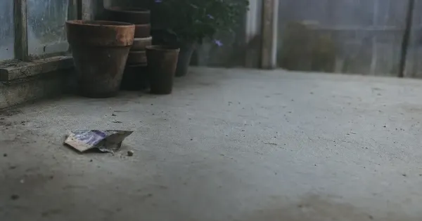 Bustina di semi aperta con un seme fuori, in un angolo di serra, all'alba, fiducia stessi