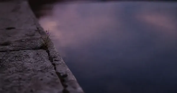 Erba che spunta da una crepa nel cemento, sul bordo di uno stagno fermo, con il vento improvvisamente fermo, gestire tempo…