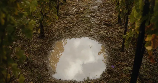 Risaia a specchio con impronta di uccello, tra i filari di vite, dopo la pioggia, cammino dao