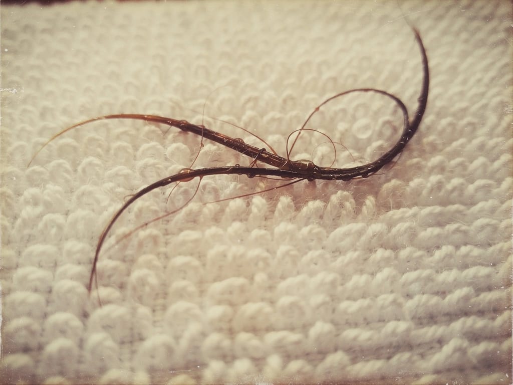 Close-up of wet hair snagged on a towel fiber