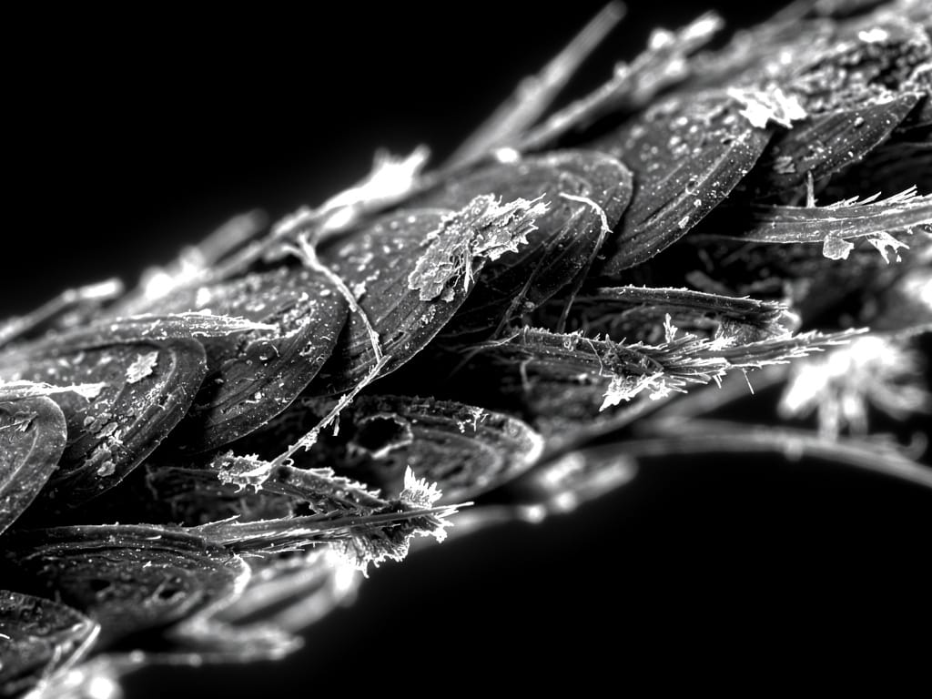 Microscopic view of a damaged hair cuticle