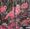 Pink Martini