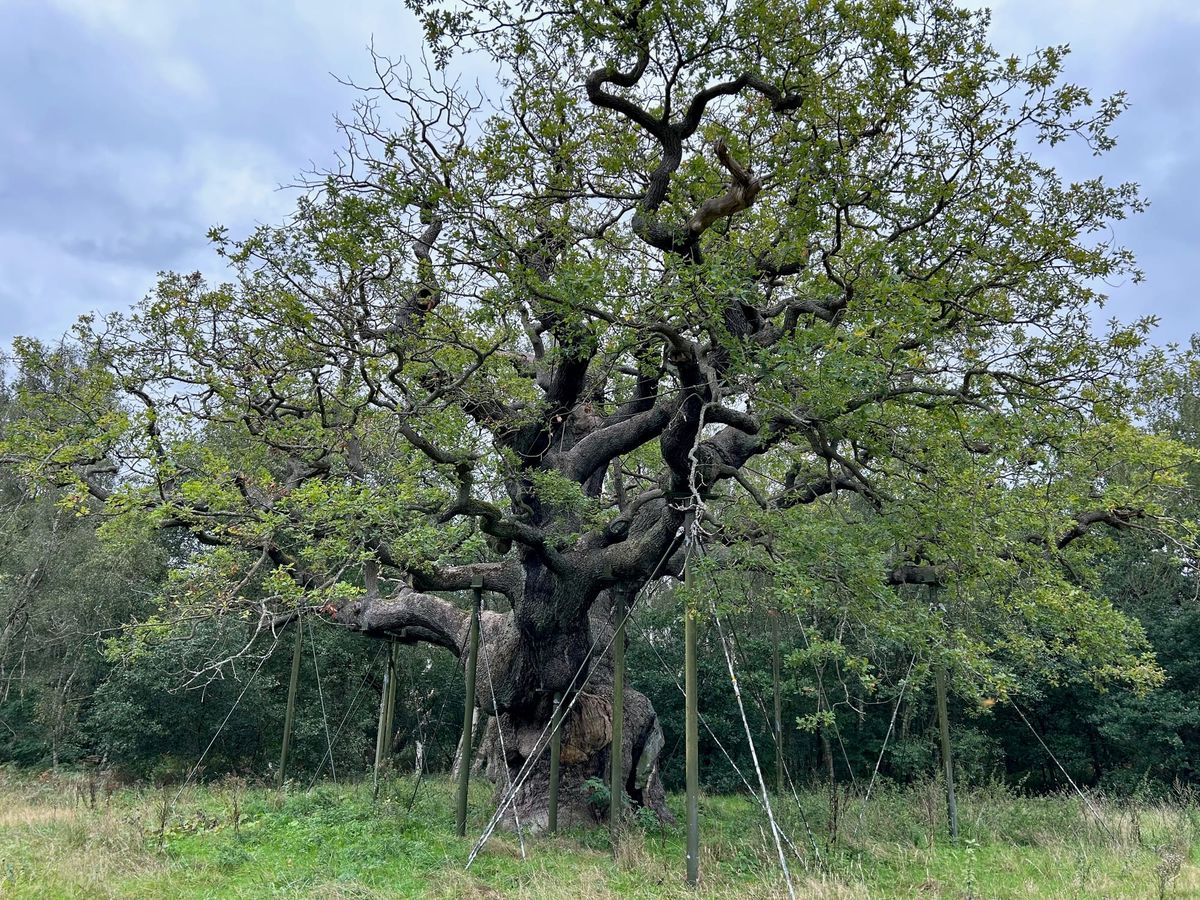Kids needed to find dragon eggs in Sherwood Forest this school holiday