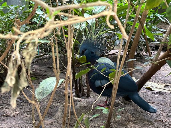 Sunday, 25th January 🐦‍⬛