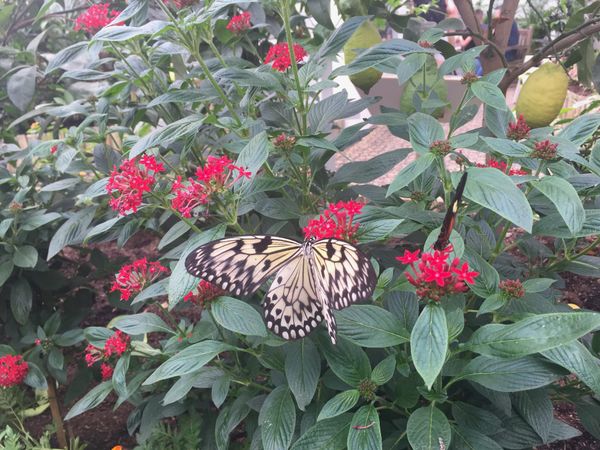 Nottingham joins global City Nature Challenge this weekend