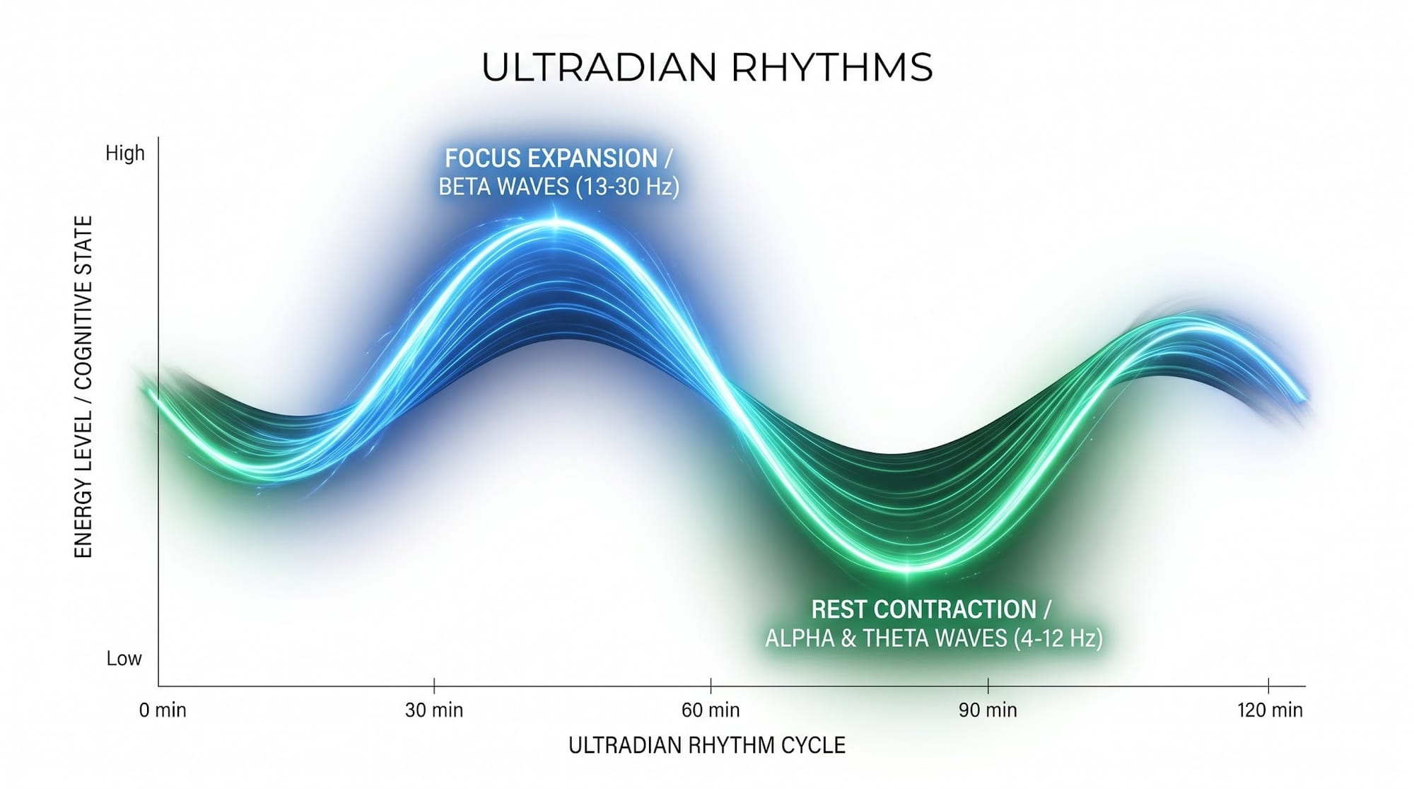 Ultradian Rhythms Ultradian Rhythms, Quantum Gardening, Somatic Grounding, Holistic Personal Growth, Neuroplasticity Training, Vagus Nerve Regulation, Mindset Auditing, Metaphysical Life Guide, Energetic Soil, Holistic Well-being