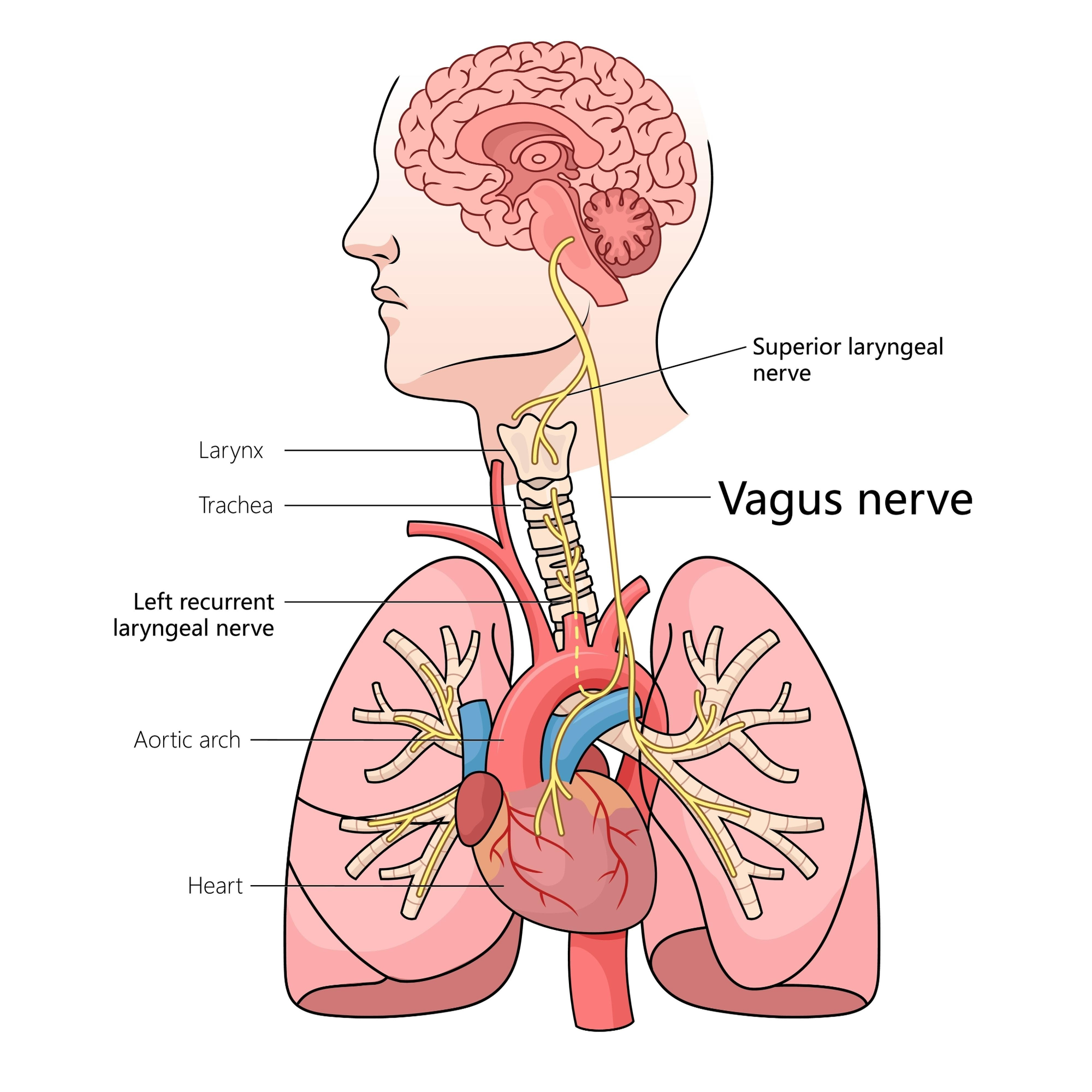 Vagus Nerve Vagus Nerve, Quantum Gardening, Somatic Grounding, Holistic Personal Growth, Neuroplasticity Training, Vagus Nerve Regulation, Mindset Auditing, Metaphysical Life Guide, Energetic Soil, Holistic Well-being