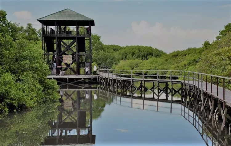 hutan mangrove bali selatan