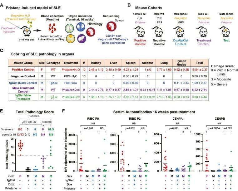 80% of patients with an autoimmune disease are women, we are now beginning to understand why