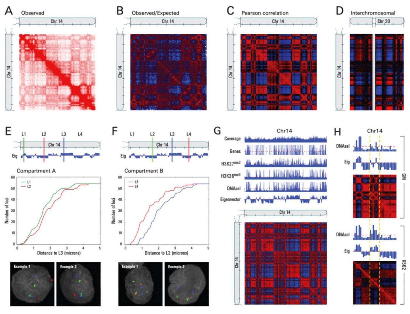 In 2009, high throughput sequencing gave us our first glimpse of the 3-D organization of the DNA in our nuclei