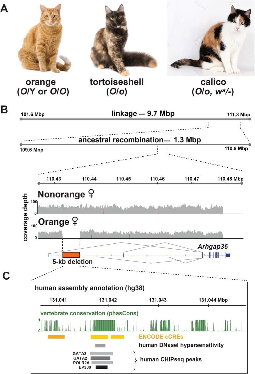 Science has figured out why Garfield is orange