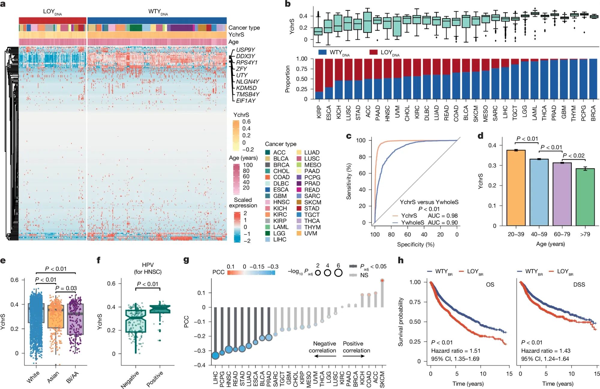 Loss of Y could be helping to make tumors in men more aggressive