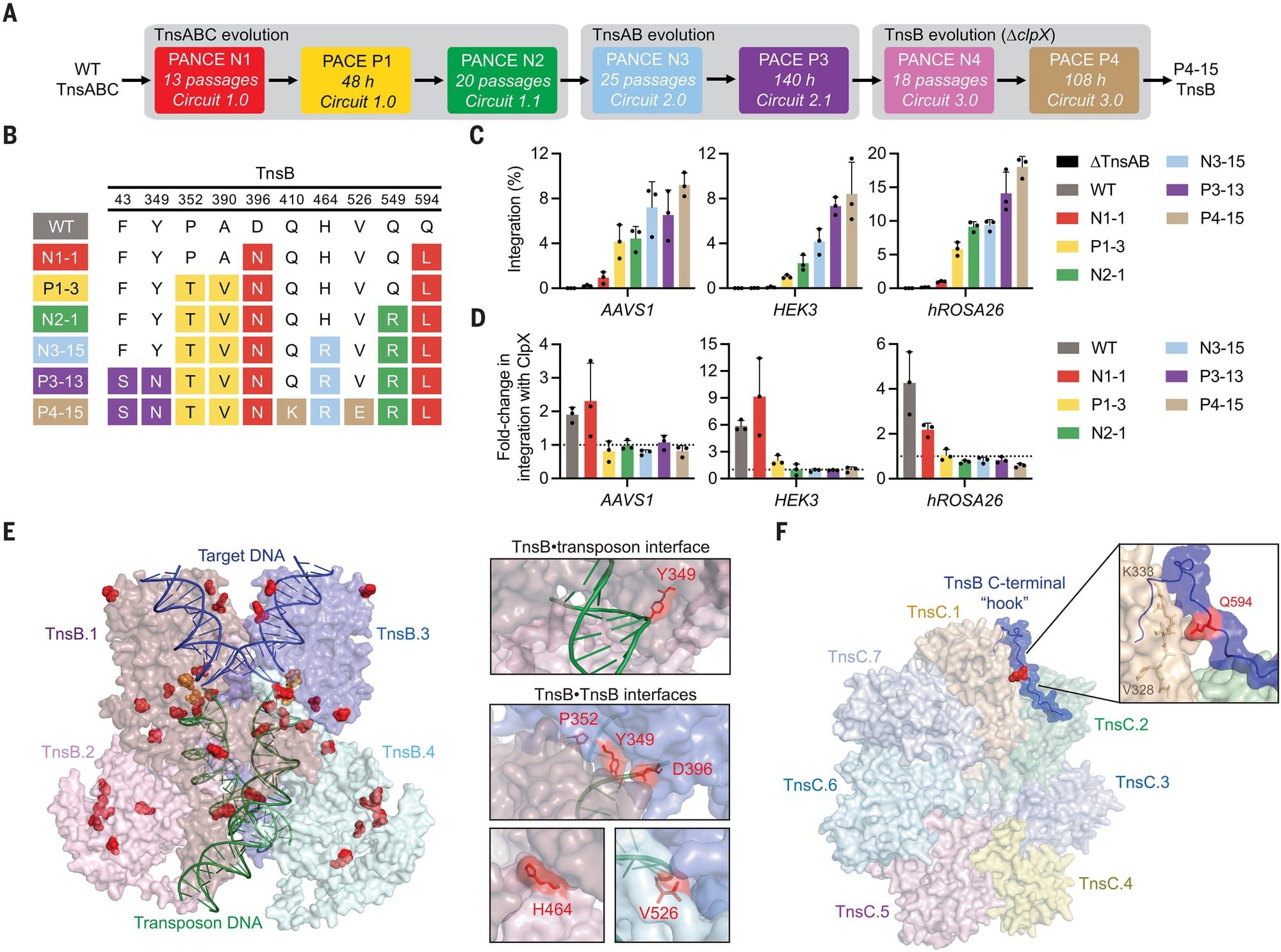 CRISPR-Associated Transposases (CASTs) make large DNA insertions in Human cells a reality